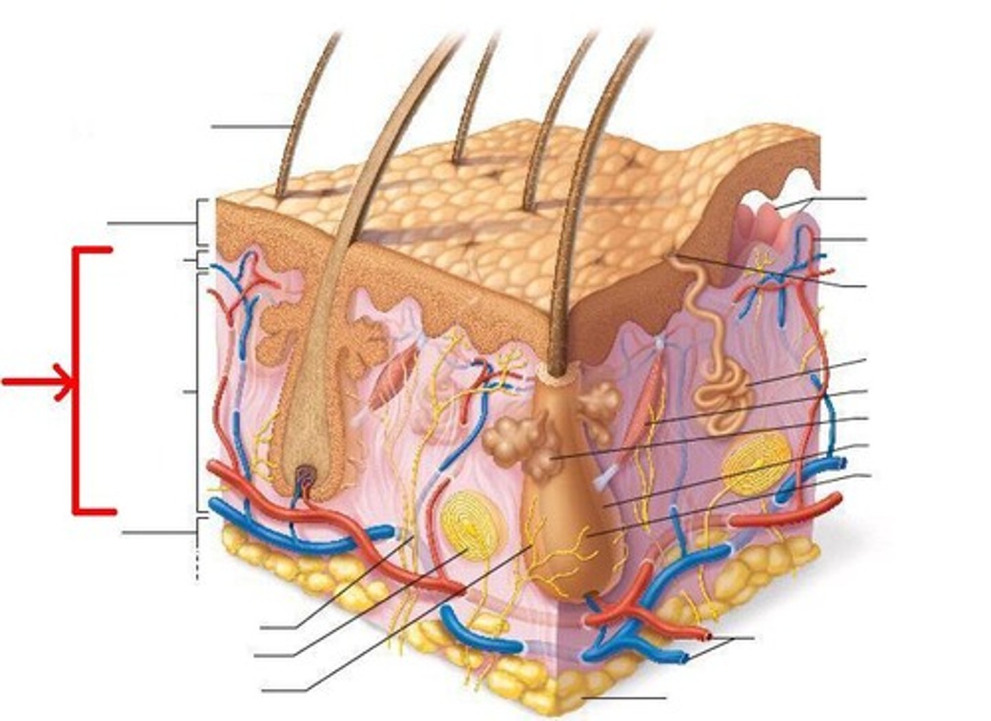 <p>the deep layer of the skin; composed of dense, irregular connective tissue</p>