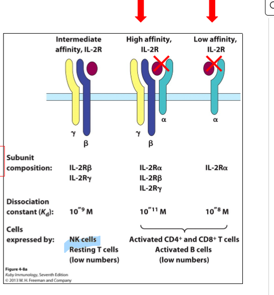 <p>→ blokkeert geactiveerde T-cellen en werd gebruikt bij behandeling van MS</p><ol><li><p>antistof tegen alfa keten van IL-2R → hoge en lage affiniteits IL-2R geblokkeerd (= die die op T-cellen komen)</p></li><li><p>neveneffecten: IL-2R met intermediaire affiniteit niet geblokkeerd (heeft geen alfa keten) → zware activatie van NK cellen (want die hebben deze receptor wel)</p></li></ol><p></p>