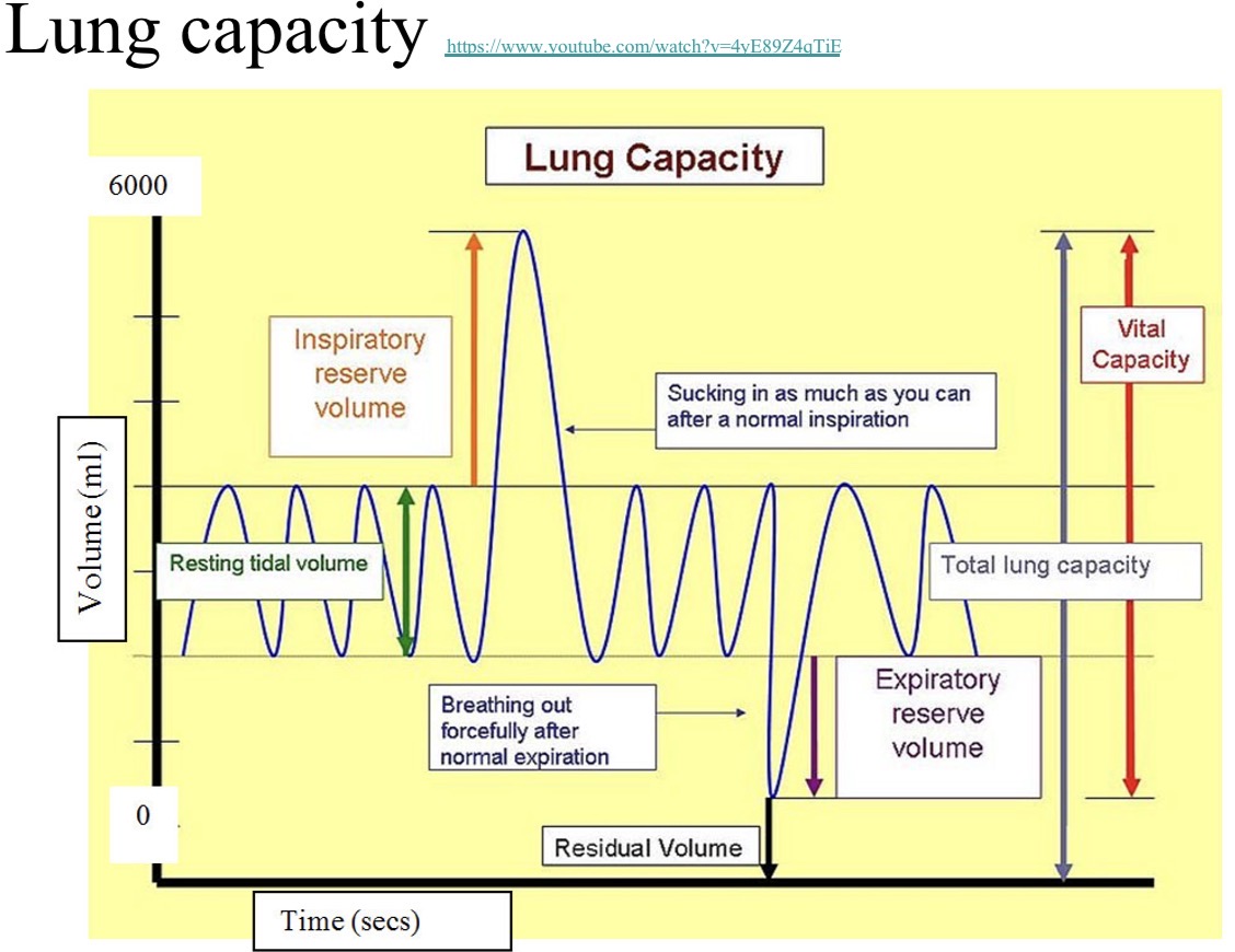 <p>The amount of air left in your lungs after a regular expiration and the expiratory reserve volume have left the lungs. This volume of air is always in the lungs</p>