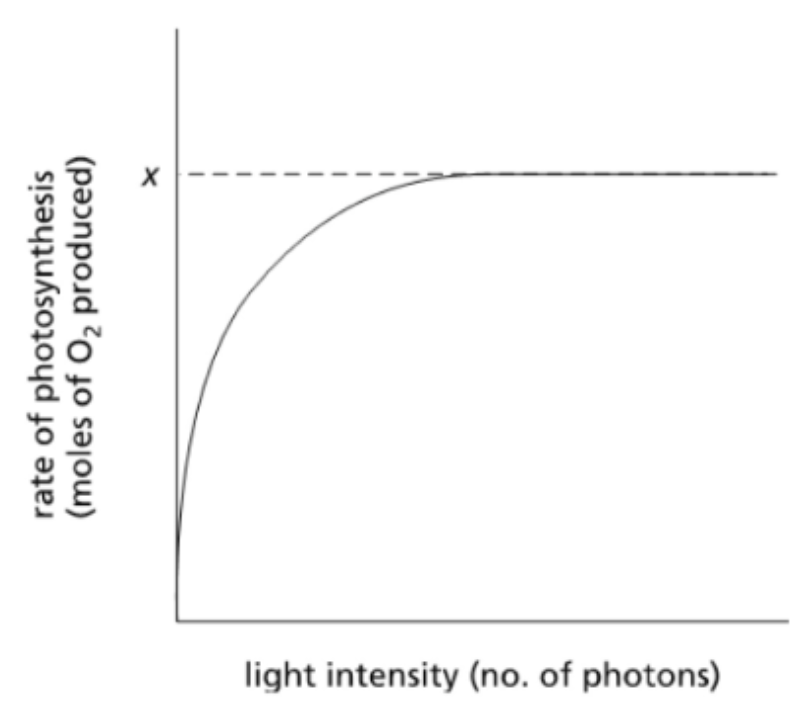<p><span style="background-color: transparent;">If you shine light on chloroplasts and measure the rate of photosynthesis as a function of light intensity, you get a curve that reaches a plateau at a fixed rate of photosynthesis, x, as shown in Figure 14-2. </span></p>