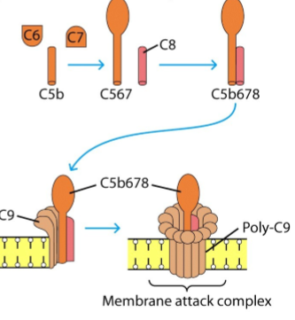 <ol><li><p>= Membrane Attacking Complex</p></li><li><p>ontstaat op einde van klassieke route complement</p><ol><li><p>C5b + C6 + C7 → C5b67</p></li><li><p>C567 + C8 → C5b678, associeert met bacteriemembraan</p></li><li><p>C5b678 + verschillende C9 → MAC, bacterie gaat in lysis</p></li><li><p></p></li></ol></li></ol><p></p>