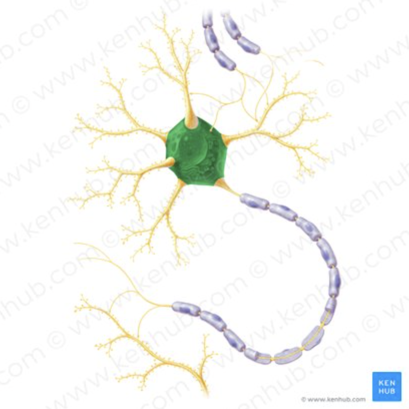 <p>Contains nucleus.</p>