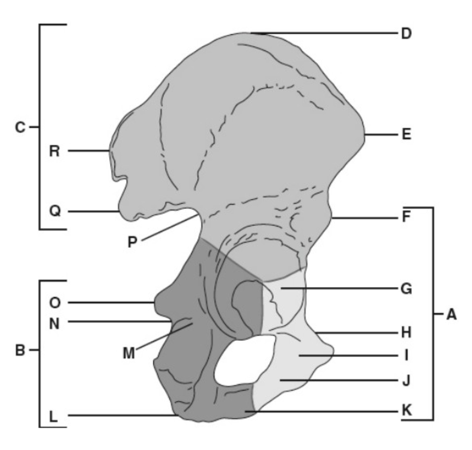 <p>L</p>