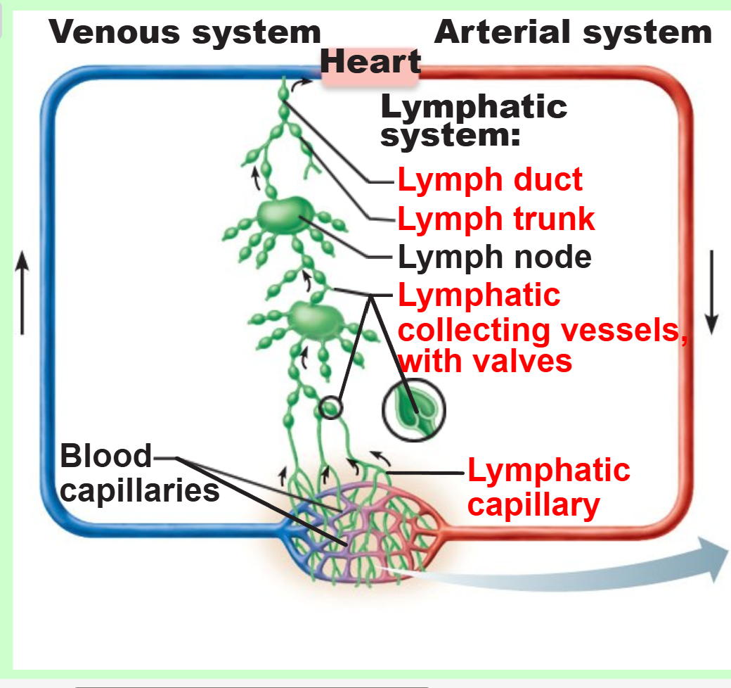 <ul><li><p>lymphatic capillaries</p></li><li><p>lymphatic collecting vessels</p></li><li><p>lymphatic trunks and ducts</p></li></ul><p></p>