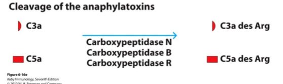 <p>anafylatoxinen = stoffen die vrijkomen uit complement activatie (C3a en C5a) → sterke ontsteking</p><ol><li><p>inhibitie van anafylatoxinen door verwijderen C-terminale arginine residu van C3a  en C5a door</p><ol><li><p>carboxypeptidase N</p></li><li><p>carboxypeptidase B</p></li><li><p>carboxypeptidase R</p></li></ol></li><li><p>→ geen ontstekingsreactie:</p><ol><li><p>verminderde receptoractivatie</p></li><li><p>verminderde chemotaxis</p></li><li><p>verminderde inflammatoire werking</p></li></ol></li></ol><p></p>