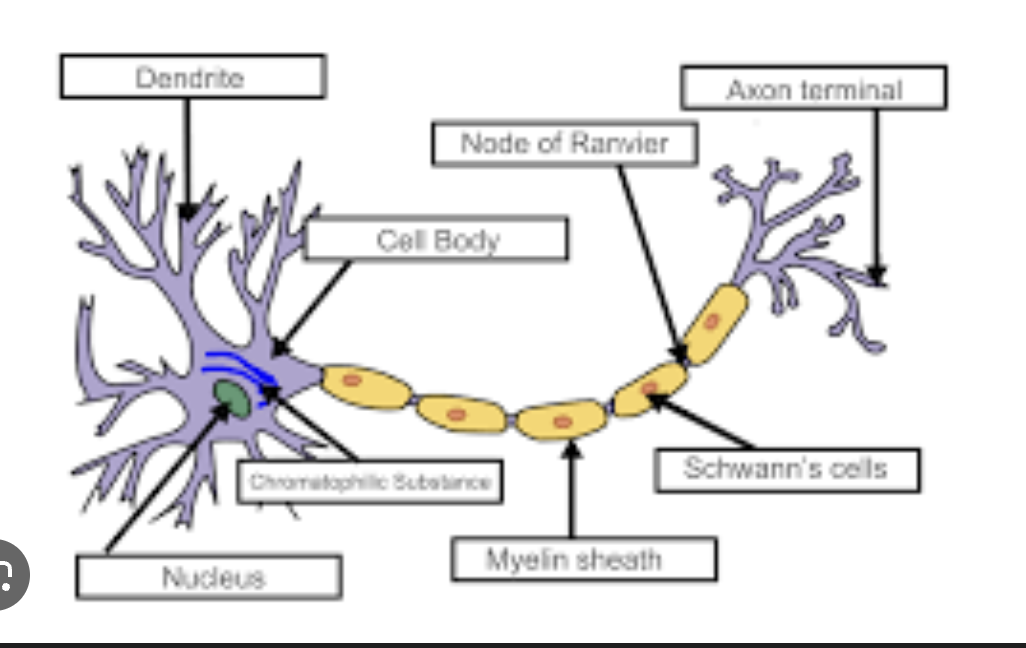 knowt flashcard image