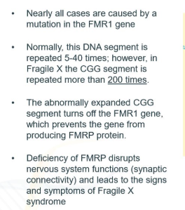 <p>FMR1</p>