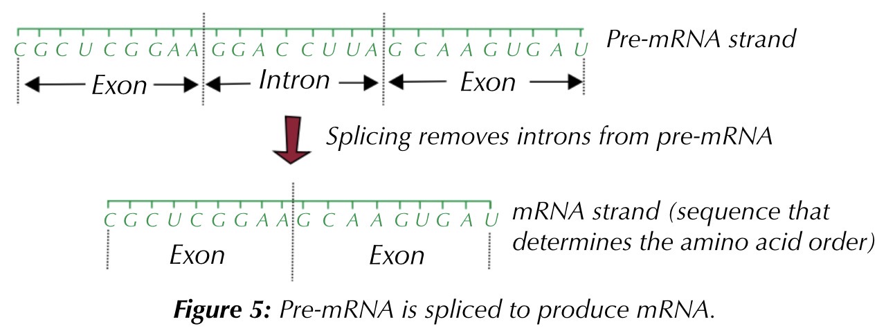 <p>in eukayotes, introns and exons are both copied onto mrna during transcription. this is called pre-mrna. splicing then occurs, and introns are removed, while exons are joined together, forming mrna strands. this takes place in the nucleus</p><p>there are no introns in prokaryotic dna, so splicing does not need to take place</p>