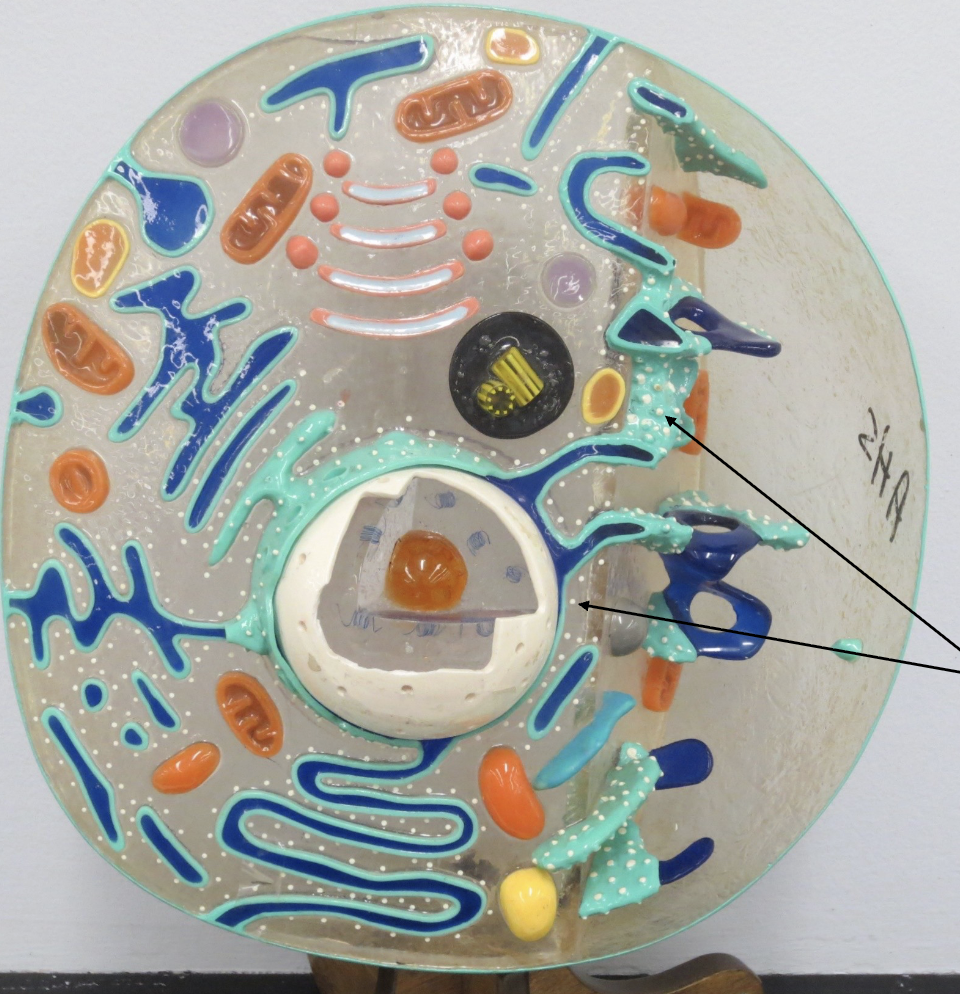 <p>What Organelle is this ?</p>