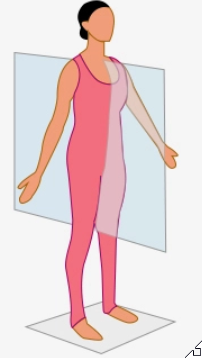 <p>divides the body into left and right parts</p>