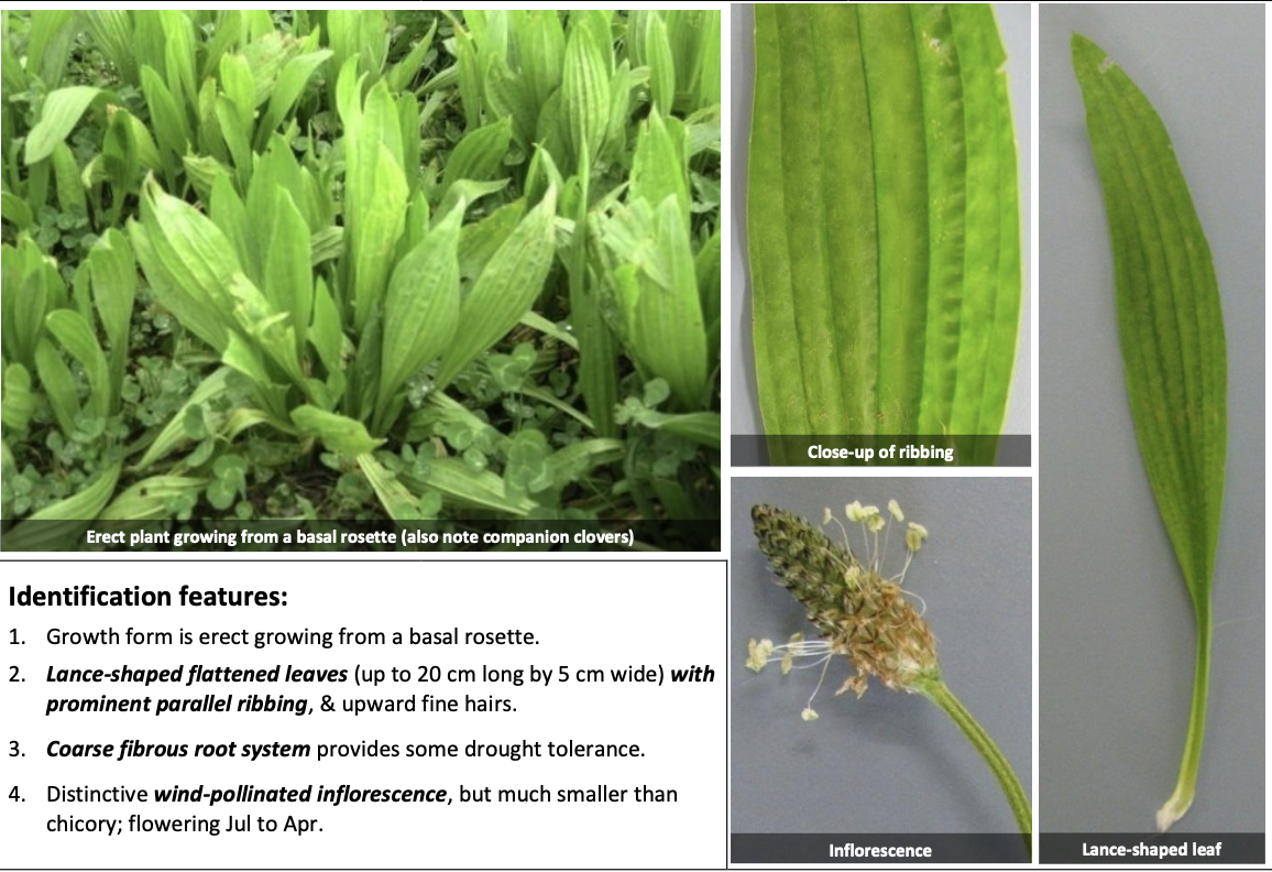 <p><strong>Plant family:</strong> Plantaginaceae<br><strong>Life cycle:</strong> Short‑lived perennial<br><strong>Key persistence/spread:</strong> Fibrous root system; seed<br><strong>Farming systems:</strong> Dairy, sheep; nitrogen‑leaching mitigation systems</p><p><strong> How to identify</strong></p><p>Grows as an upright basal rosette, forming a clump rather than creeping.</p><p>Leaves are long, narrow, and lance‑shaped, with very prominent parallel ribs running from base to tip. This ribbing is the most decisive identification feature and can be felt by running fingers along the leaf.</p><p>Leaves are tougher and more fibrous than chicory and may have fine hairs. Flowering stems are slender and upright, carrying dense wind‑pollinated seed heads with no showy petals.</p><p></p>