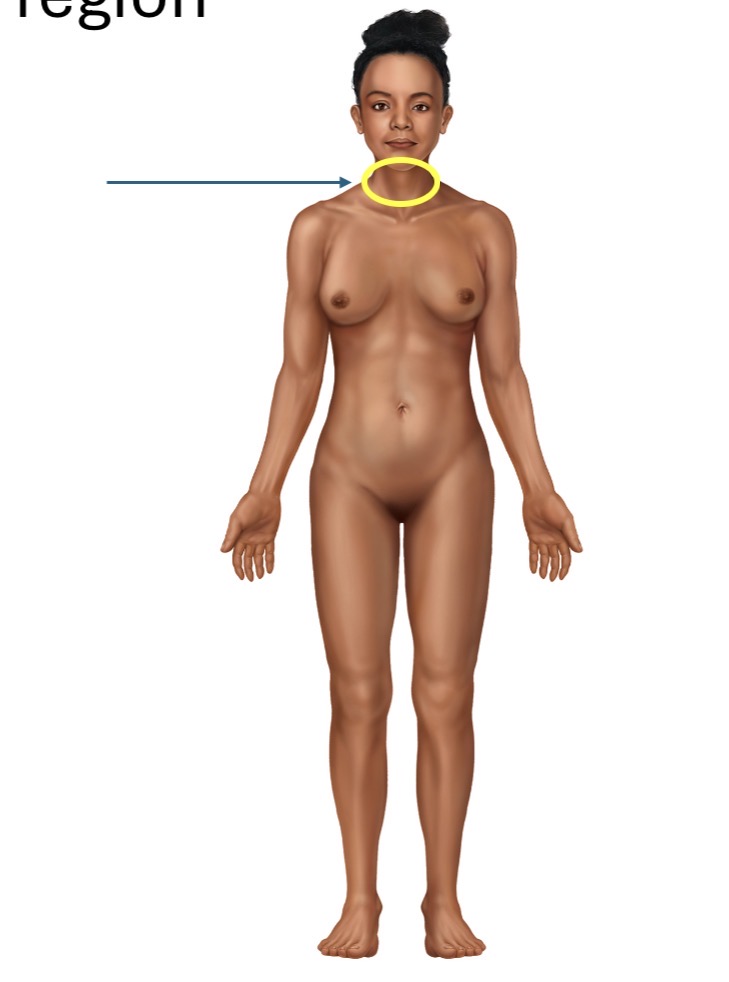 <p>Name the body part or region</p>