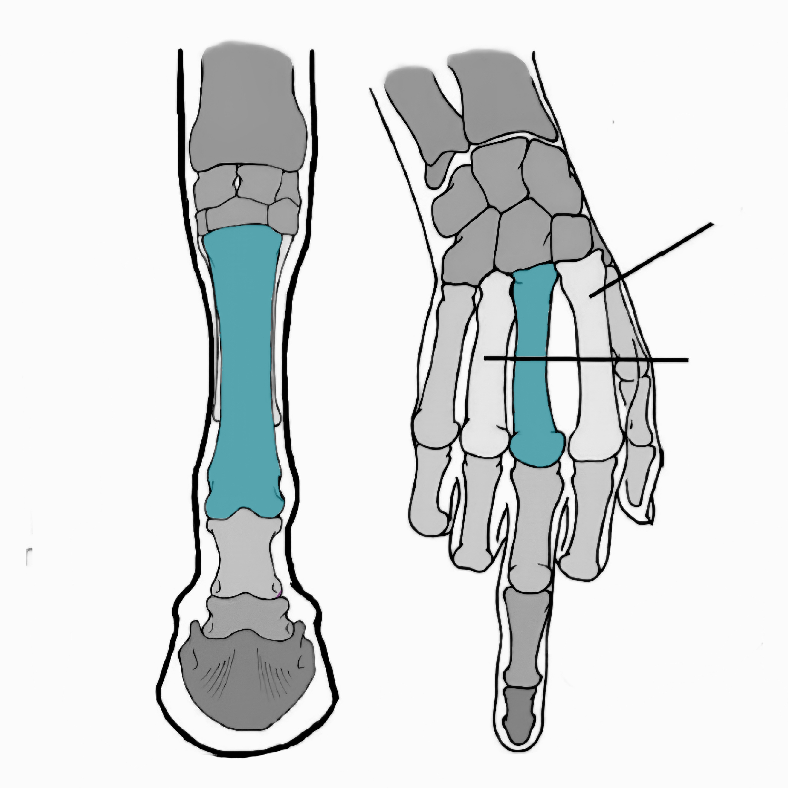 <p>what is this bone called?</p>