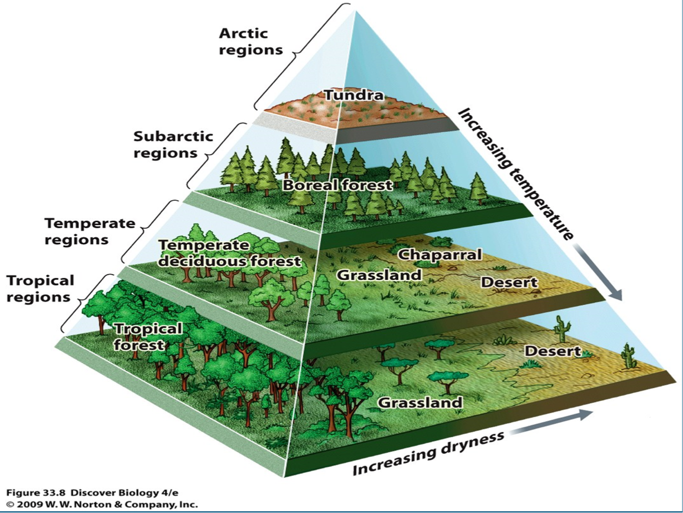 <p>influenced by 2 main factors </p><ul><li><p>dryness: how much available H2O </p></li><li><p>temp: how hot or cold it is </p><ul><li><p>higher latitude/altitude = lower temp </p></li><li><p>lower latitude/altitude = higher temp </p></li></ul></li></ul><p></p>