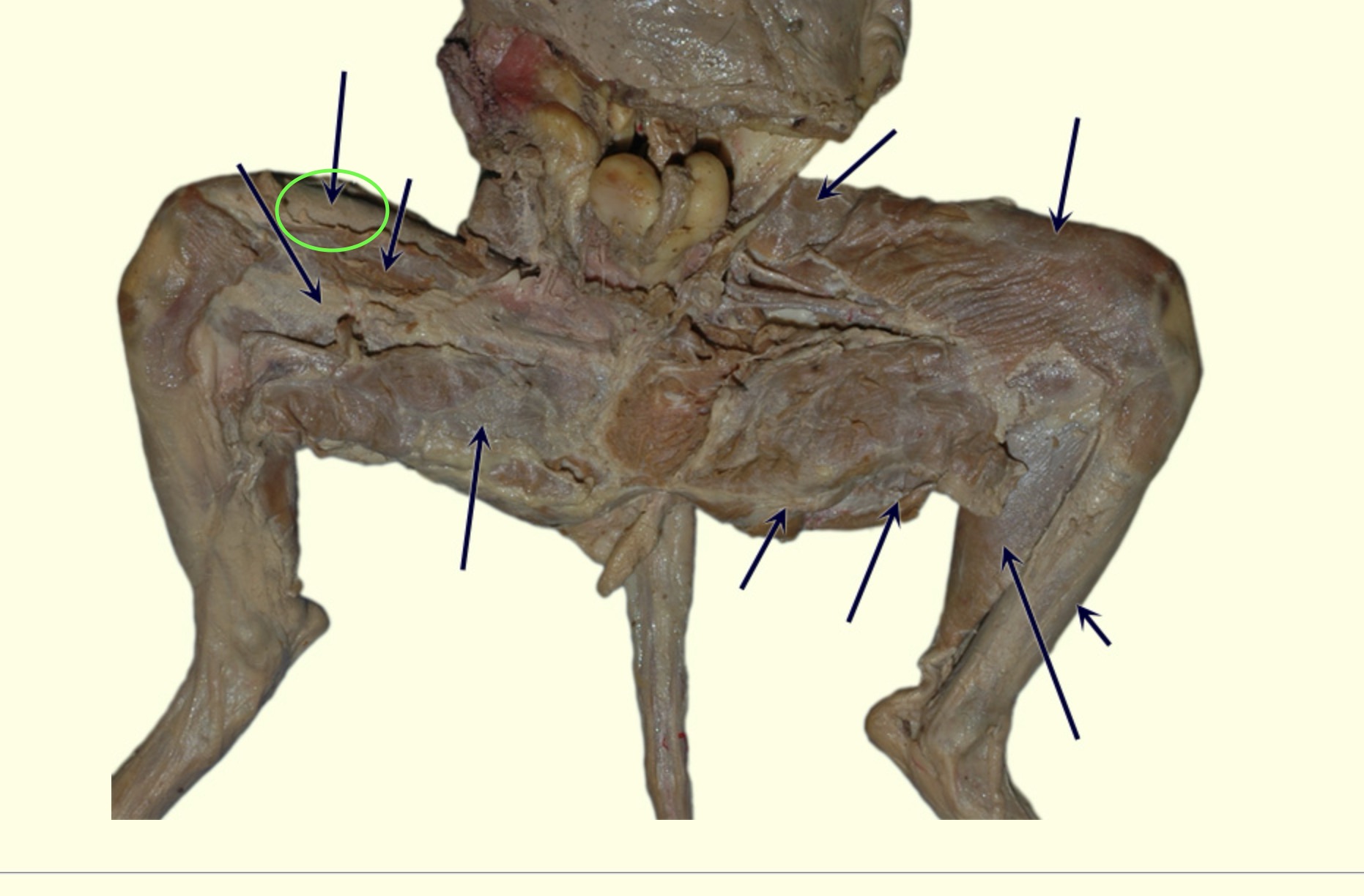 knowt flashcard image