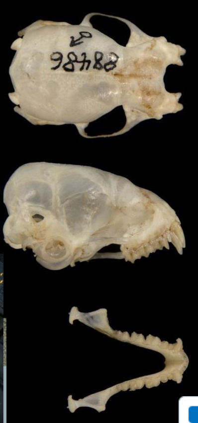 <p>Lasiurus seminolus</p>