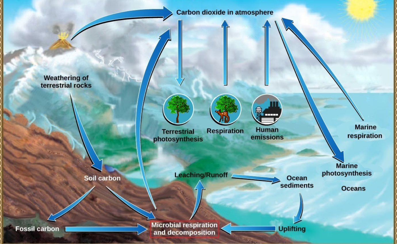<p>name the cycle</p>