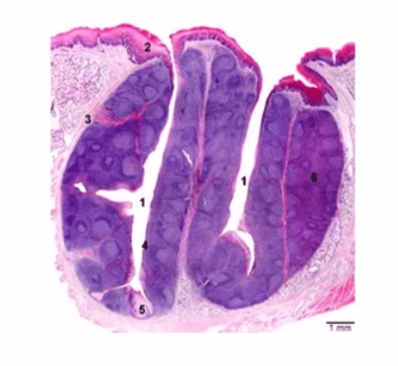 <p>What is being showcased histologically (The whole thing)</p>