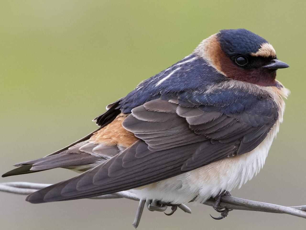 <p>Cliff swallow </p>