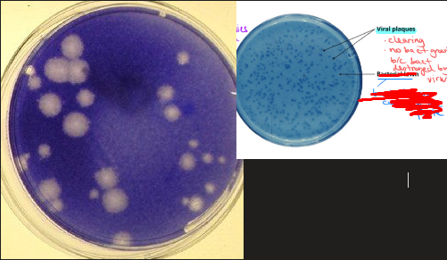 <p>A clearing on a "bacterial lawn" (plate) - virus infected/killed host cells.</p>