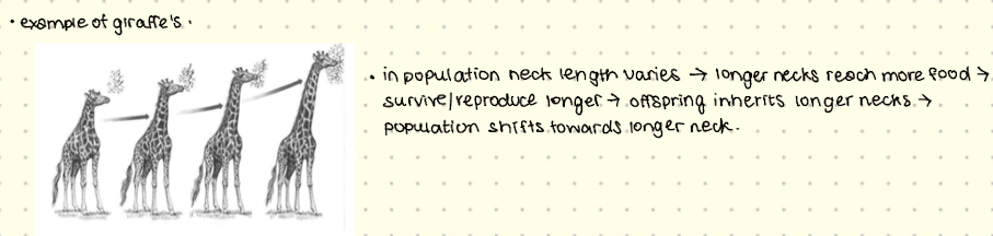 <ul><li><p>Primary mechanism of adaptive selection - meaning evolution that makes organisms better suited to their environment</p></li><li><p>Survival of fittest</p></li><li><p>Process takes plave when organisms that are better adapted to their environment have a higher chance of survival and produce more offspring</p></li><li><p>Selection on individuals with higher darwanian fittness.</p></li><li><p>Adaptive evolution</p></li></ul><p></p>