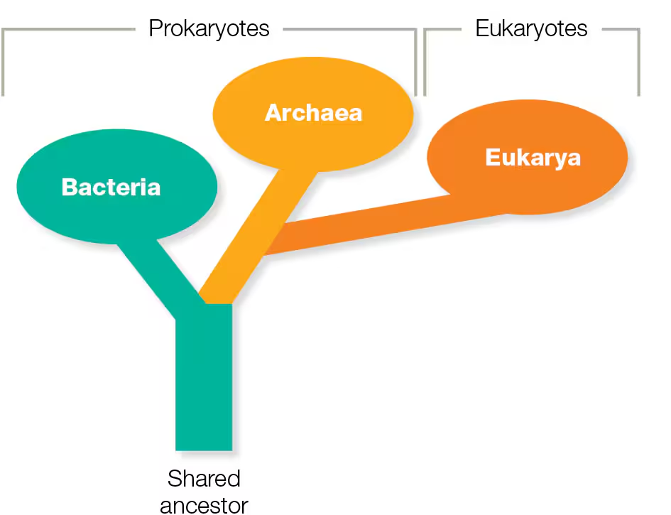 <p>Bacteria, Archaea, and Eukarya</p>