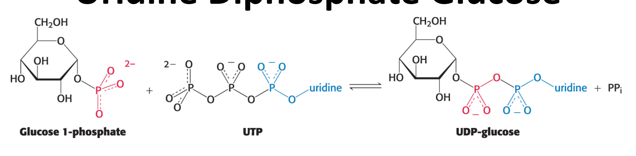 <p>It is catalyzed by <strong>UDP-glucose pyrophosphorylase</strong></p><ul><li><p>This reaction liberates the outer two phosphoryl residues of UTP as <strong><em>pyrophosphate (</em></strong><span style="font-family: KaTeX_Main, "Times New Roman", serif; line-height: 1.2; font-size: 1.21em;"><strong><span>PP</span><em><span>i</span></em><span>​</span></strong></span><strong><em>)</em> </strong>and attaches the remaining phosphate and uridine to glucose 1-phosphate.</p></li><li><p>This reaction is readily reversible, but the subsequent hydrolysis of <span style="font-family: KaTeX_Main, "Times New Roman", serif; line-height: 1.2; font-size: 1.21em;"><span>PP</span><em><span>i</span></em><span>​</span></span> to two <span style="font-family: KaTeX_Main, "Times New Roman", serif; line-height: 1.2; font-size: 1.21em;"><span>P</span><em><span>i</span></em><span>​</span></span> molecules makes the overall process irreversible and drives it forward.</p></li></ul><p></p>