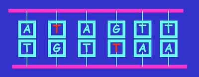 <p>The _____ and ______ of nitrogen bases are important to the integrity of the DNA molecule and any resulting proteins. Sometimes alterations in structure can cause abnormal base pairings (A with G or C with T). </p>
