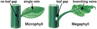 <p>Has a single vein and probably evolved as a stem outgrowth </p><p>Present in lycophytes</p>