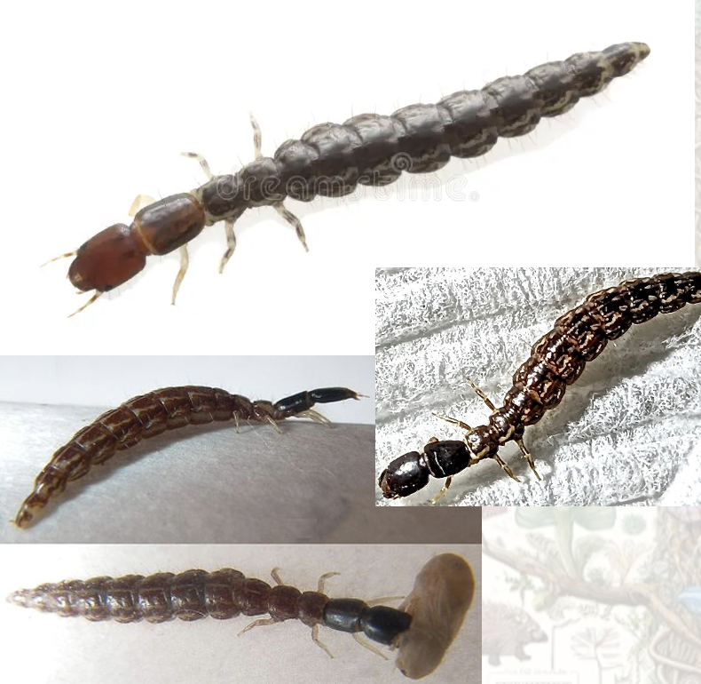 <p>Latin, magyar, védett?</p>