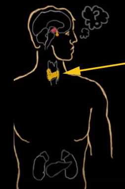 <p><br><span>What does this gland do?</span></p>
