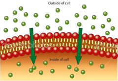 <p>- Movement of a solute from an area of high concentration to an area of low concentration through the membrane directly</p>