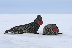 <p>Hooded seal</p>