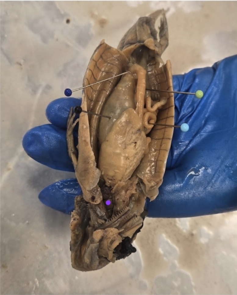 <p>purple dot? -- this is found as the red organ in pericardial cavity; functions as a muscular pump to circulate blood through the 3-chambered system</p>