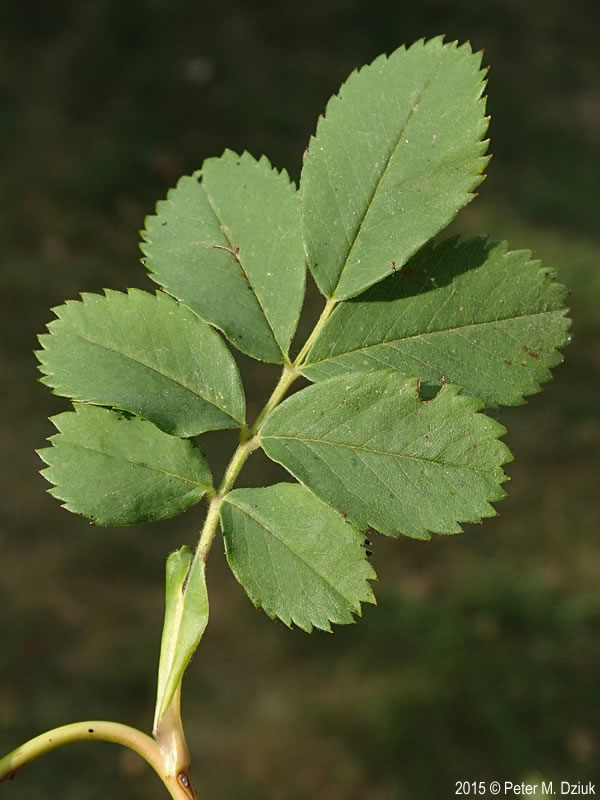 <p>Rosa spp. (Rosaceae)</p>