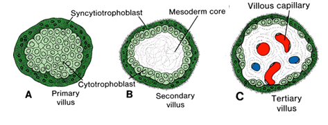 <p><strong>En la Fase Secundaria</strong></p><p>(Sincitiotrofoblasto + Citotrofoblasto + Mesodermo)</p>