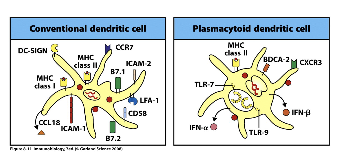 <p>Conventional vs Plasmacytoid </p><p></p><p>CD80/87 → B7.1 and B7.2 (co-stimulation molecule)</p><p>adhesion molecules- needed to form immunological synapse</p><p>MHC antigen presenting</p><p><span>BDCA-2: C-type lectin (Human)<br>Sialic-acid binding immunoglobulin-like lectin H (Siglec-H) (Mouse)<br>CCL18: dendritic cell-chemokine 1, no murine analog</span></p>