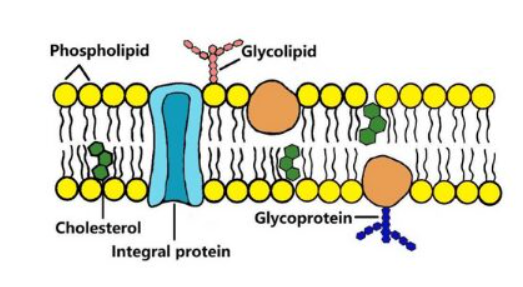<p>Describe what a glycolipid is and state the two main roles of glycolipids in cell surface membranes</p>