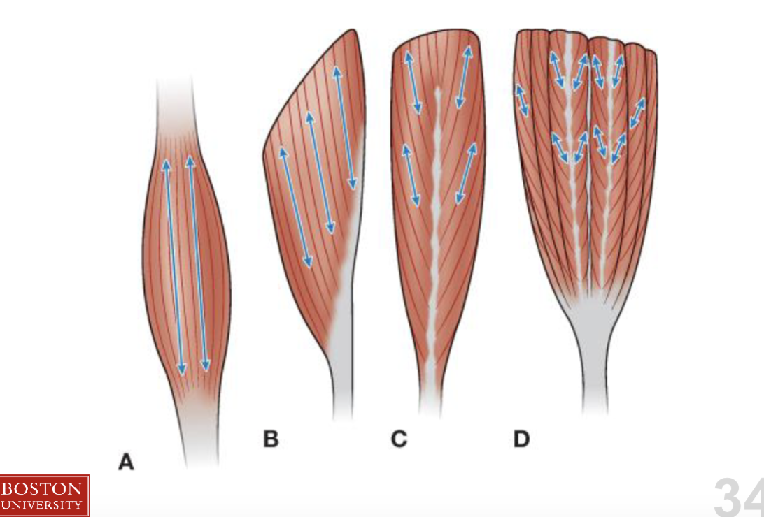 <p>Muscle architecture </p>