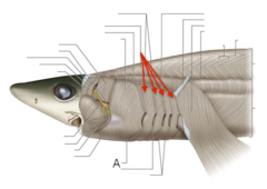 <p>-constrictors are similar in form and extend </p><p>between the raphes associated with each slit</p><p>-the branchial constrictors, which compress </p><p>the branchial region, extend medially</p><p>-superficially, they overlap one another </p><p>so that only their outermost portions are visible</p><p>-Action: compress the gill pouches</p>