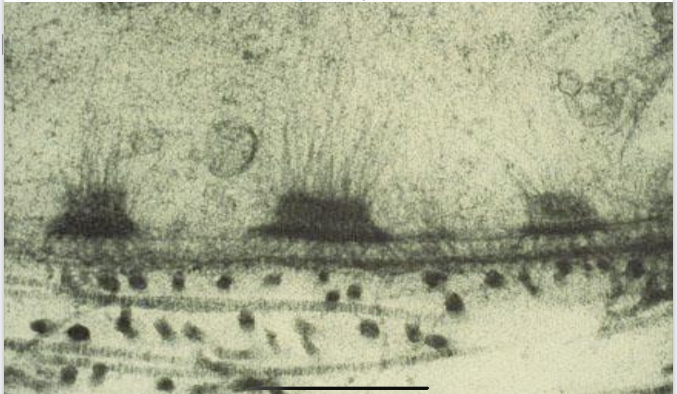 <p>Zonula adherens</p>