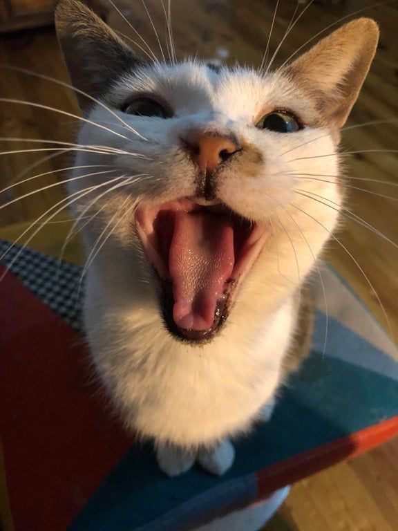 <p>What has teeth but can’t bite </p>