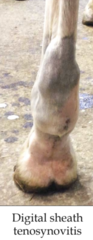 <p>This is a digital tendon sheath that is abnormal. What is the digital tendon sheath?</p>