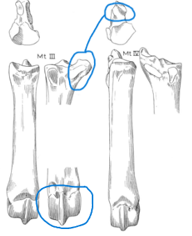 <ul><li><p>posterior projection</p></li><li><p>single condyle, ridge all the way round</p></li></ul><p></p><p>pig metatarsals </p><p></p>