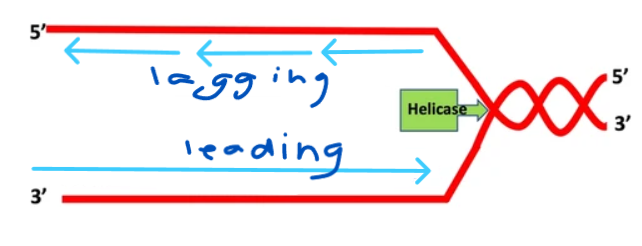 <p>Top: LAGGING strand</p><p>Bottom: LEADING strand</p>