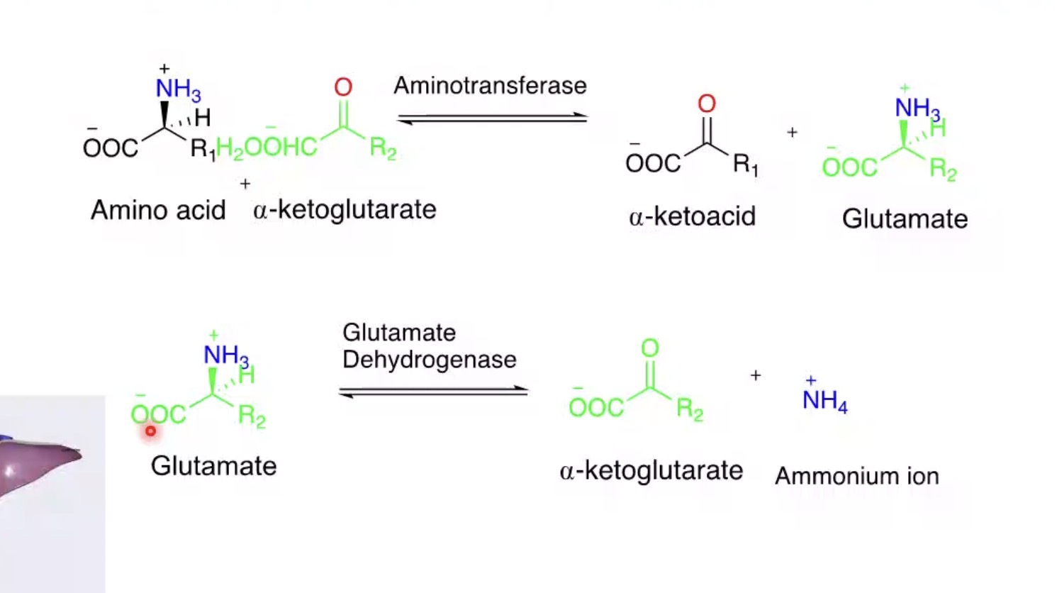 <p>Collects amino groups for disposal.</p>