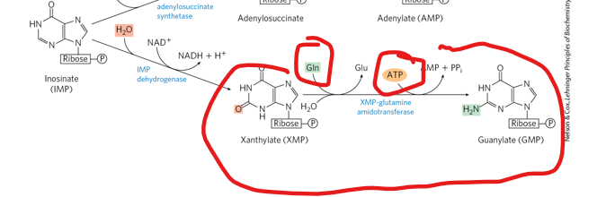 <p>What does the conversion to GMP from IMP require </p>
