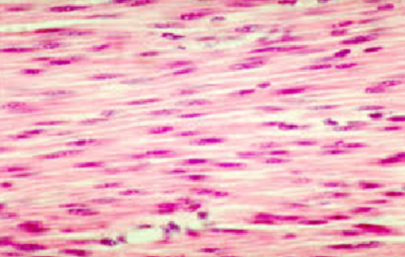 <p>ID Tissue (be specific)</p>