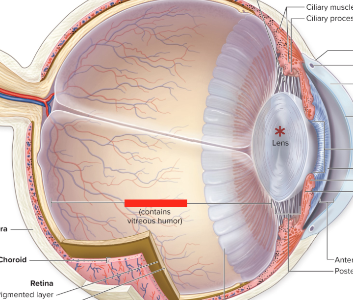 <p>filled with vitreous humor</p>