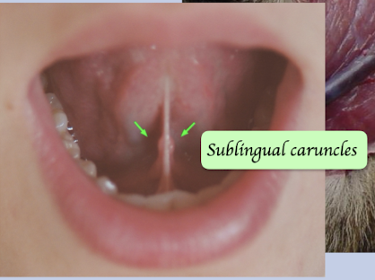 <p>Open on sublingual caruncle, which lies at the rostral end of the frenulum on the floor of the mouth</p>